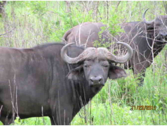 Once in a Lifetime Experience! A South African Photo Safari for 2 at Zulu Nyala Game Lodge