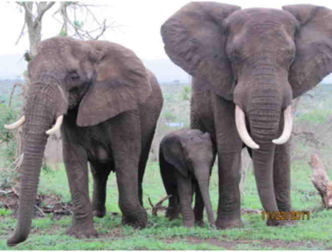 Once in a Lifetime Experience! A South African Photo Safari for 2 at Zulu Nyala Game Lodge