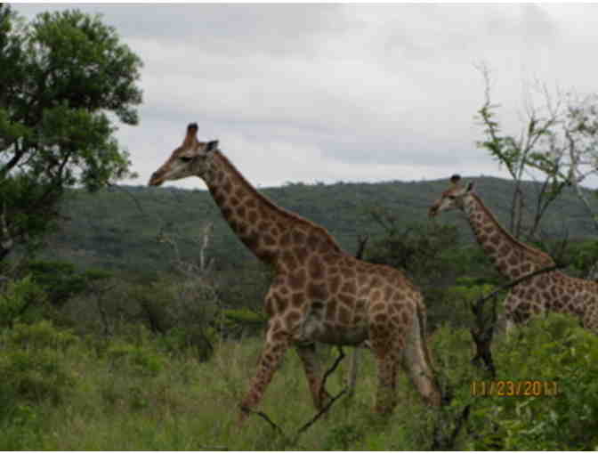 Once in a Lifetime Experience! A South African Photo Safari for 2 at Zulu Nyala Game Lodge