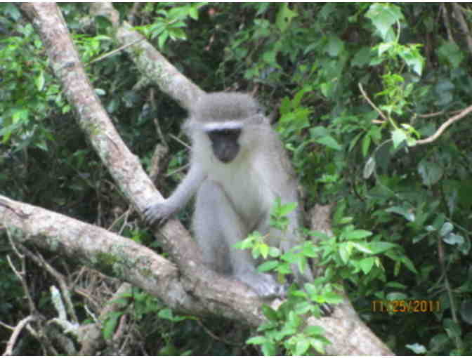 Once in a Lifetime Experience! A South African Photo Safari for 2 at Zulu Nyala Game Lodge