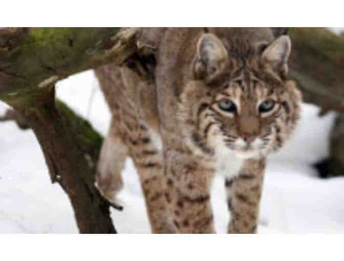 4 Trail Passes to Squam Lakes Natural Science Center