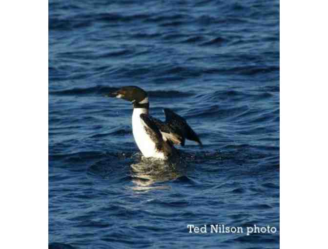 4 Trail Passes to Squam Lakes Natural Science Center