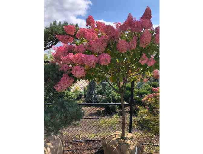 Become the Owner of this Beautiful Hydrangea Tree - Photo 1