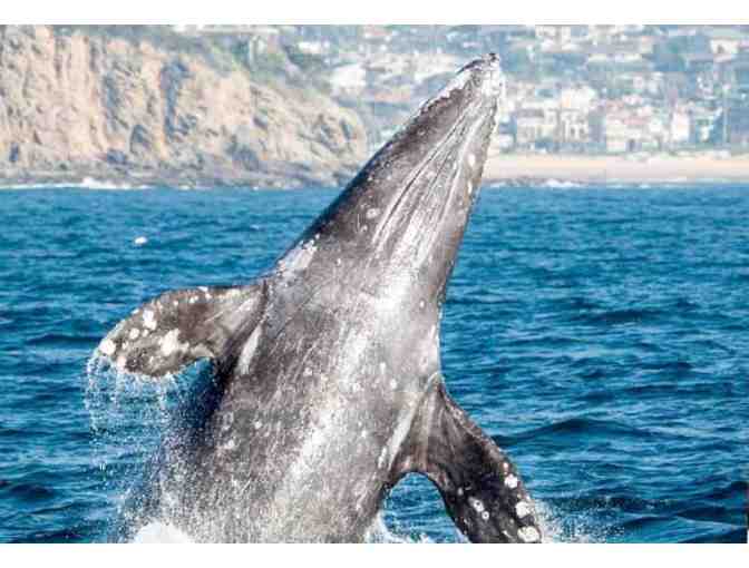 Whale Watching: Two Tickets to a Cruise in Newport Beach