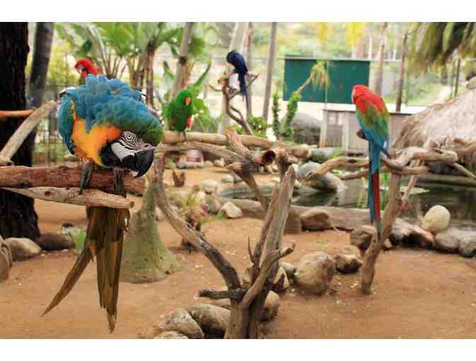 Guided Tour & Admission for 4 at the Free Flight Exotic Bird Sanctuary in Del Mar, California