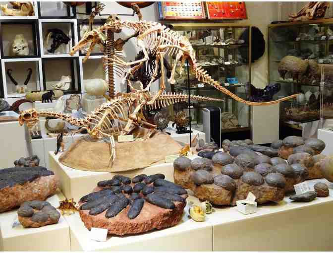 One 'Tyrannosaurus' Membership to the Roynon Museum of Earth Sciences & Paleontology