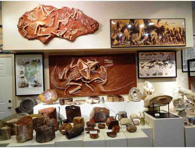 One 'Tyrannosaurus' Membership to the Roynon Museum of Earth Sciences & Paleontology