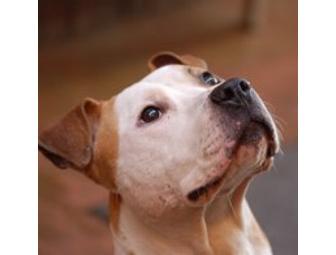 Unleashed - A tail wagging experience & a 3 night stay!