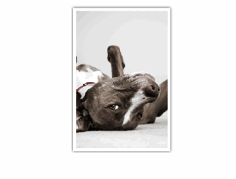 Unleashed - A tail wagging experience & a 3 night stay!