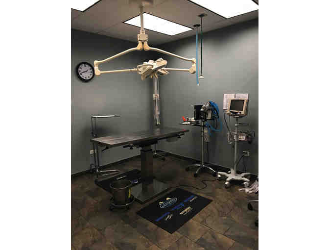 Shadow 'Day in the Life' of a Veterinarian: with Heal Veterinary Clinic