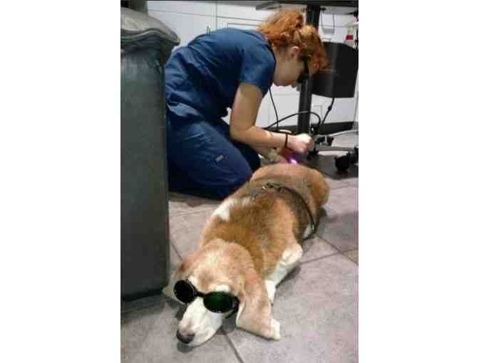 Roscoe Village Animal Hospital Feline or Canine Exam with Vaccine