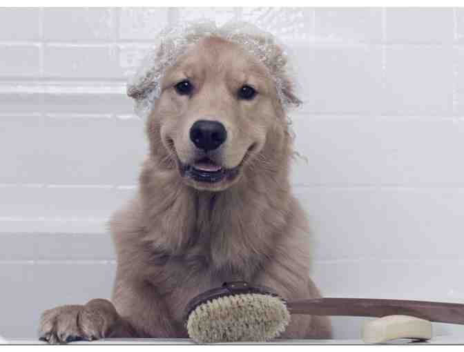Bath and Blow Dry at D Spa and Pet Grooming