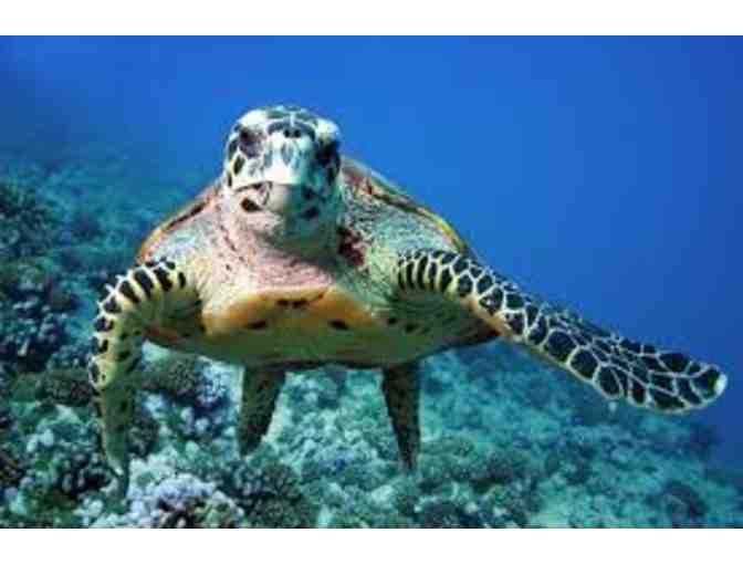 New England Aquarium Admission/Imax and Behind the scenes tour