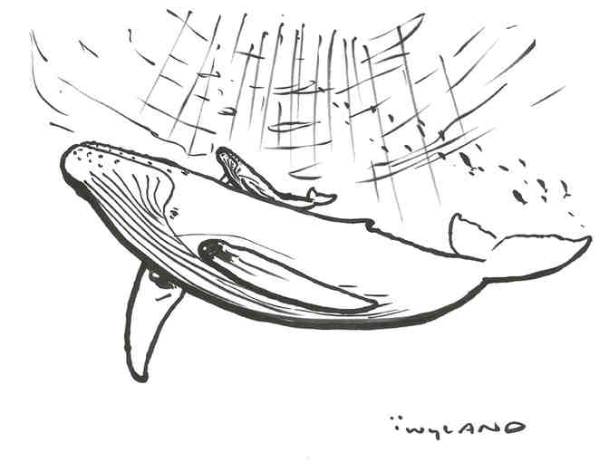 Doodle created by International Marine Life Artist, Wyland