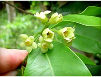 Scented Mountain: Agarwood Incense Sticks & Burner Set