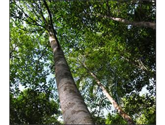 Scented Mountain: Agarwood Incense Cones, Chips & Sticks Set