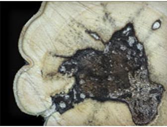 Scented Mountain: Agarwood Incense Cones & Chips Set