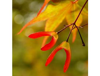 Every Day Enchantment: Your choice of large photo