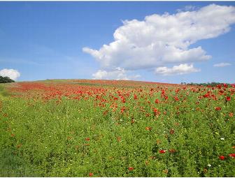 Casa Garuda, Italy: Week-Long Stay in Tuscany