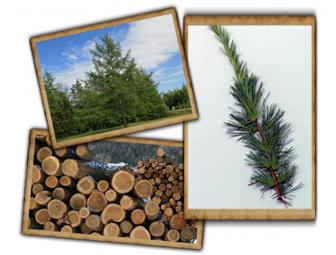 Larch Wood Inc.: The Bestselling 'Small Original' Cutting Board