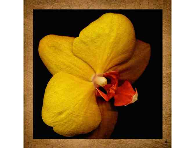 Yugen Photography: Bidder's Choice of 'Ghost Flower' Photograph
