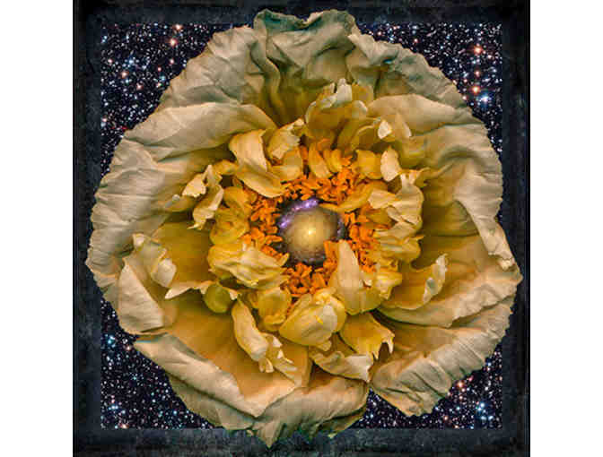 Alan Stacy, Yugen Photography: Bidder's Choice of Photograph, 'Cosmic Ghost Flower' Series