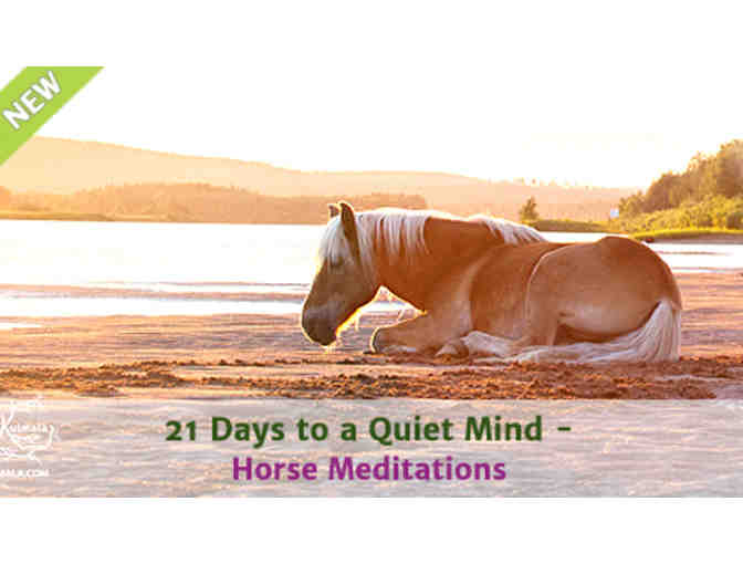 Jenny Pearce: '21 Days to a Quiet Mind' Online Horsemanship Meditation Program