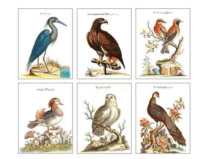Particular Press: Set of Six Vintage Bird Portrait Note Cards