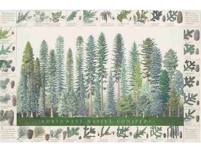 Good Nature Publishing Company: Bidders' Choice of Eastern Wildflower or NW Conifer Poster