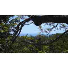 The Tended Soul Jungian Dreamwork