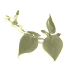 Margaret J. Wheatley