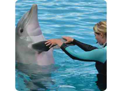 Dolphin Encounter at the Miami Seaquarium