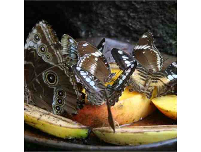 Butterfly Rainforest at Florida Museum of Natural History - Photo 2
