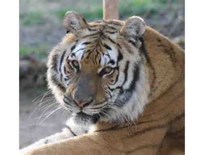 Tigers for Tomorrow, Attala, AL - Photo 1