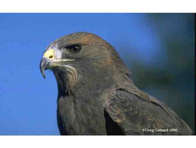 Atlas Intrepid ED 7x36 Binocular and Borrego Hawkwatching