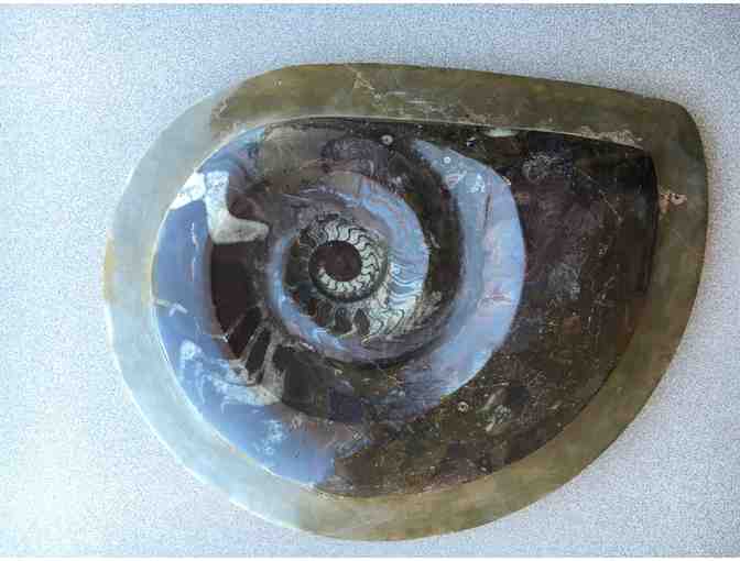 Mosasaur and Ammonite Fossils