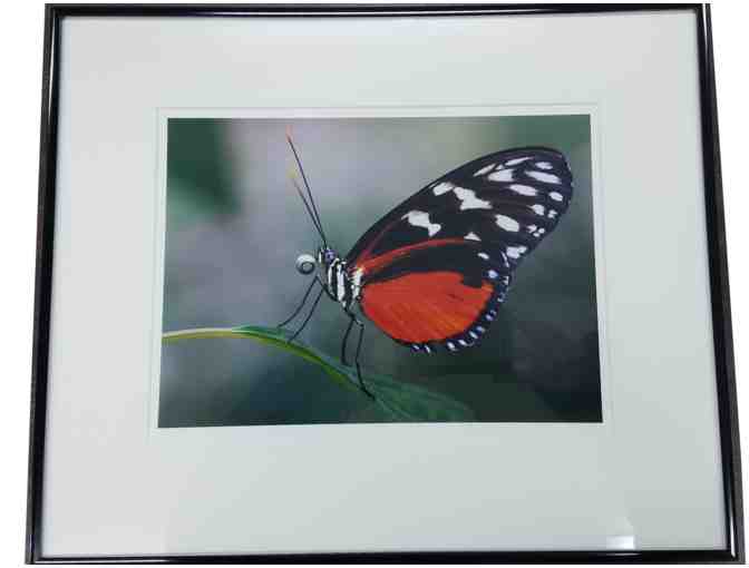 matted and framed image of a butterfly