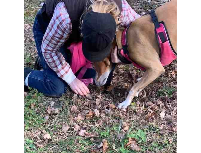 A Truffle Treasure Hunt and Experience for Four