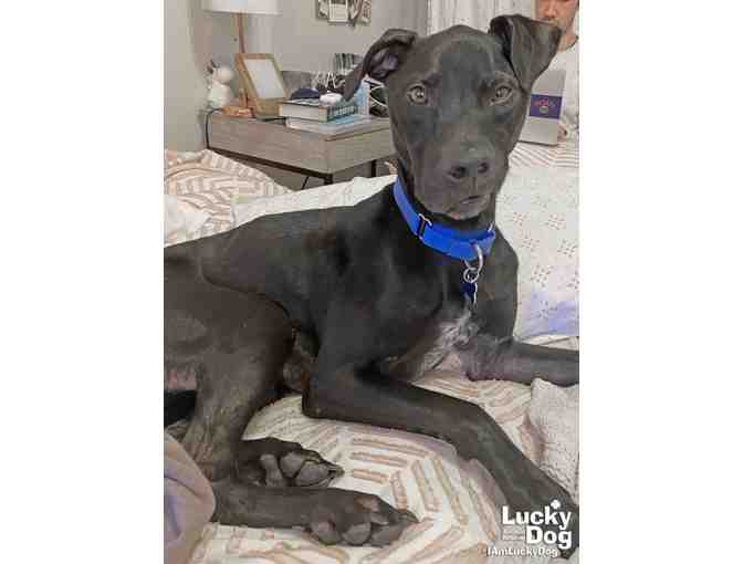 BEAUTIFUL BENTLEY'S BANDANA