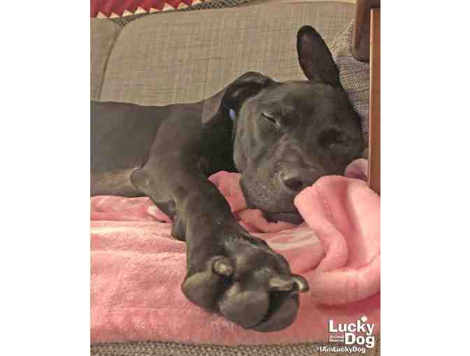BEAUTIFUL BENTLEY'S BANDANA