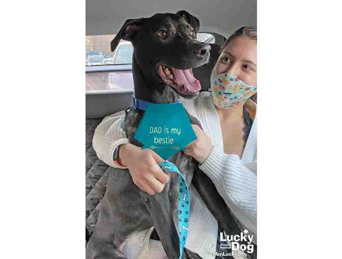 BEAUTIFUL BENTLEY'S BANDANA