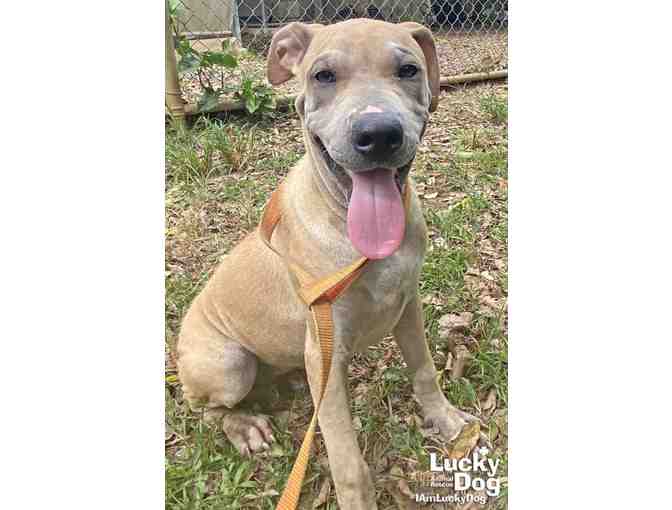 NACHO NEEDS THIS FANCY FOOTBALL BANDANA!