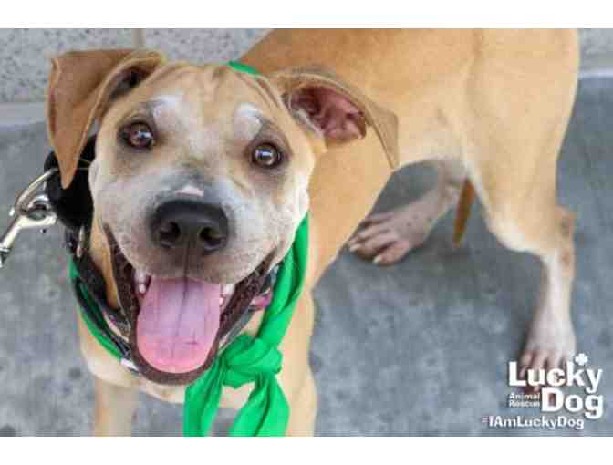 NACHO NEEDS THIS FANCY FOOTBALL BANDANA!