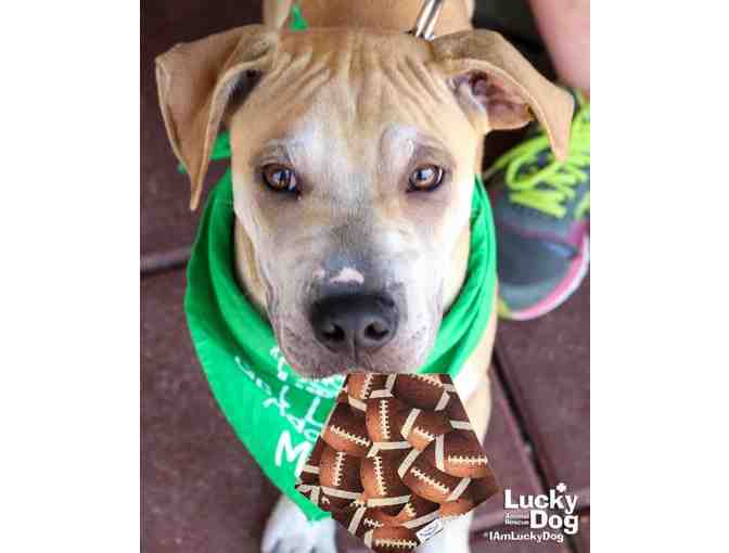 NACHO NEEDS THIS FANCY FOOTBALL BANDANA!