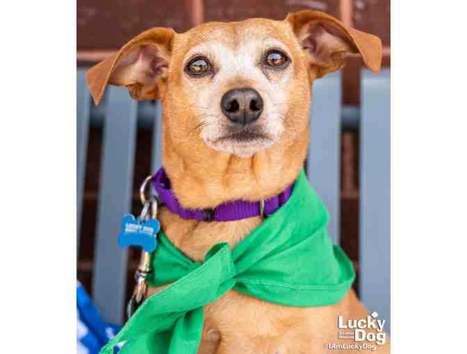 THE PERFECT FALL FASHION BANDANA FOR MYRTLE!