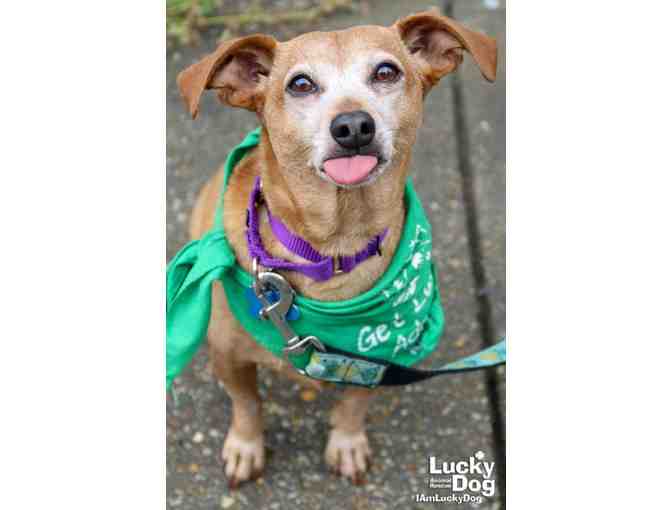 THE PERFECT FALL FASHION BANDANA FOR MYRTLE!