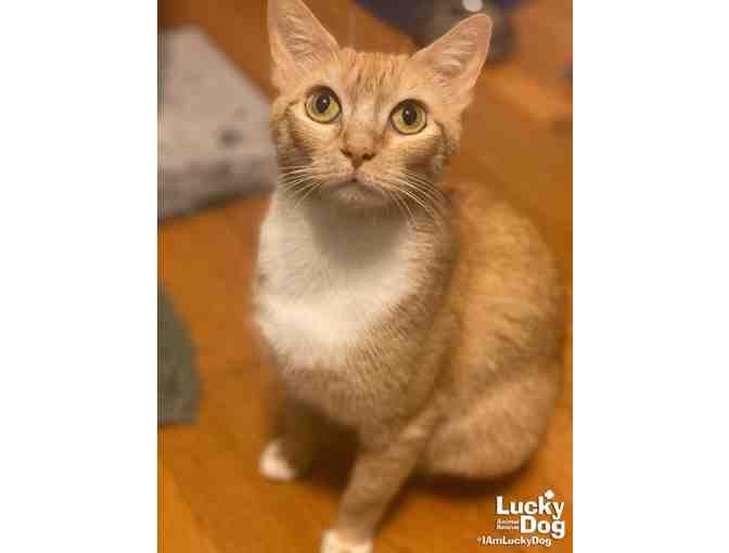 A SWEET BOW FOR THE SWEETEST KITTY