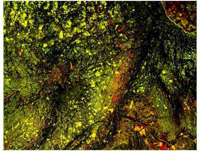 Moss on base of a tree after a rain (4 - part)