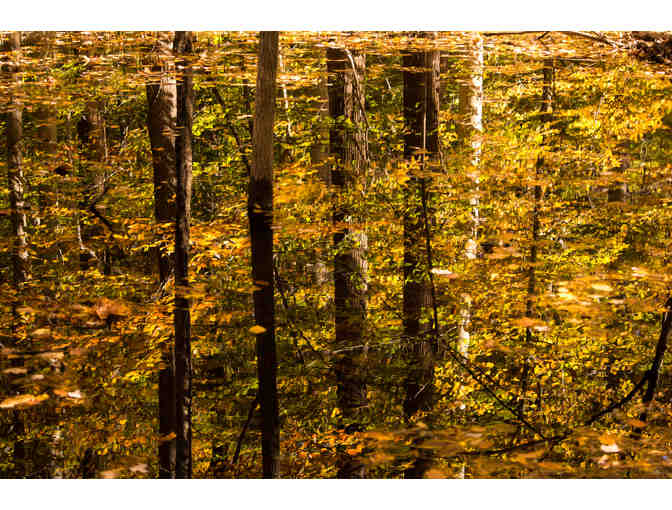 Mirrored Image (Series of 3)