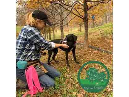 A Truffle Treasure Hunt and Experience for Four